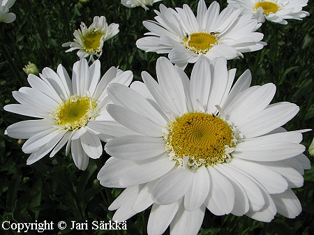 Leucanthemum x superbum 'Edith', isopivnkakkara